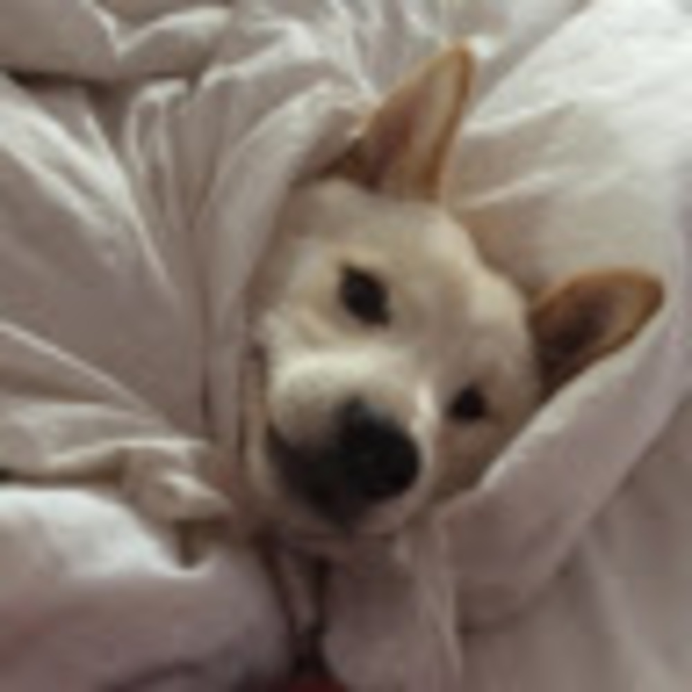 Meet your Posher, Montgomery